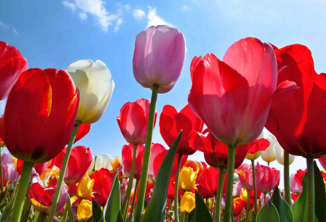 FrühjahrsUPDATE 2026 | 7.5.2026 | 9-18 Uhr | Präsenz und Live Ein farbenfrohes Tulpenfeld mit roten, rosa, weißen und gelben Blüten, aufgenommen aus der Froschperspektive gegen einen strahlend blauen Himmel mit wenigen weißen Wolken. Die Sonne scheint hell und lässt die Blütenblätter leuchten.